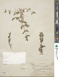 Erythranthe floribunda image