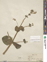 Image Associated With the Occurence