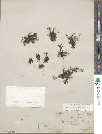 Mazus japonicus image