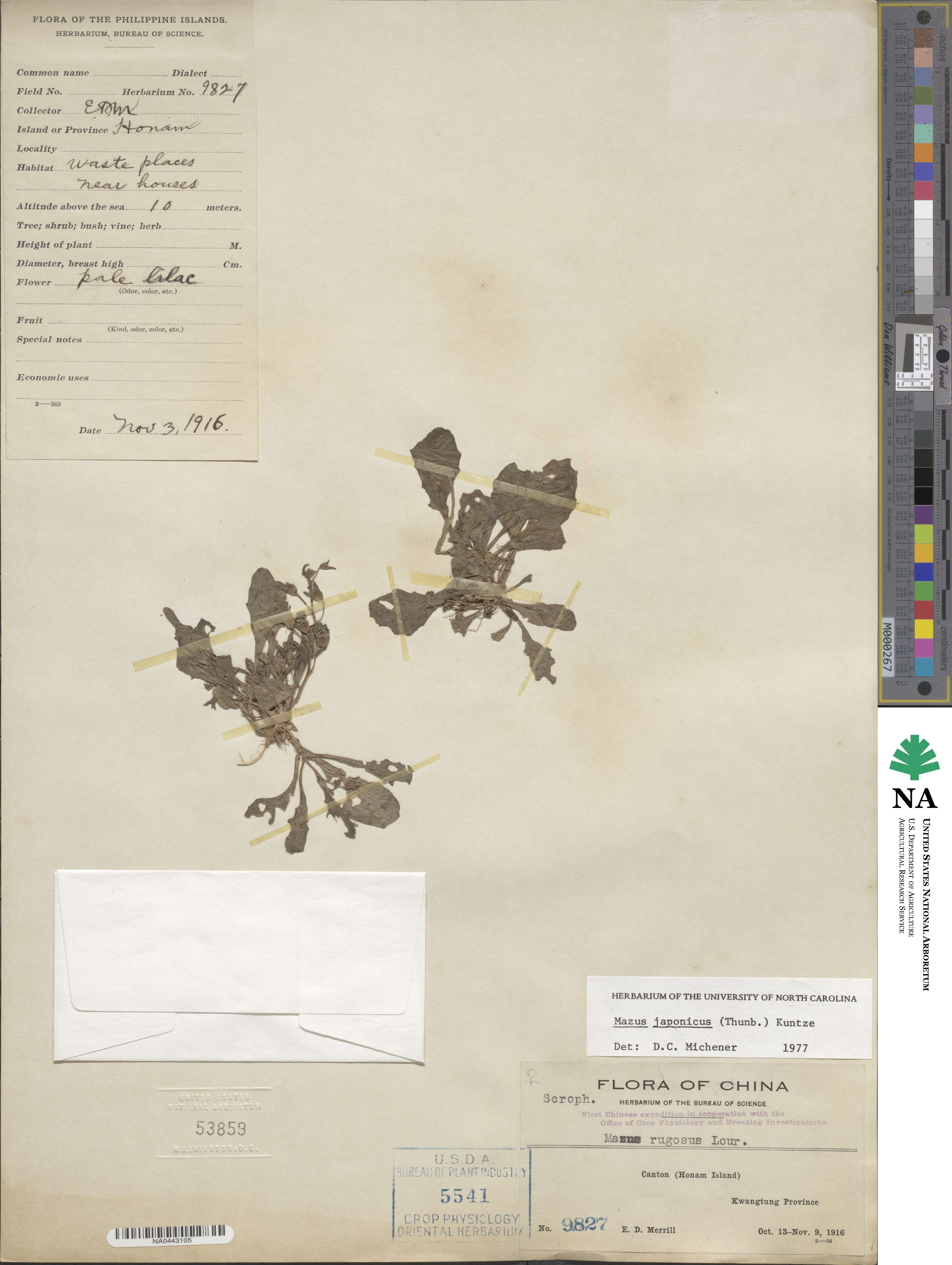 Mazus japonicus image