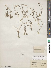 Mazus japonicus image