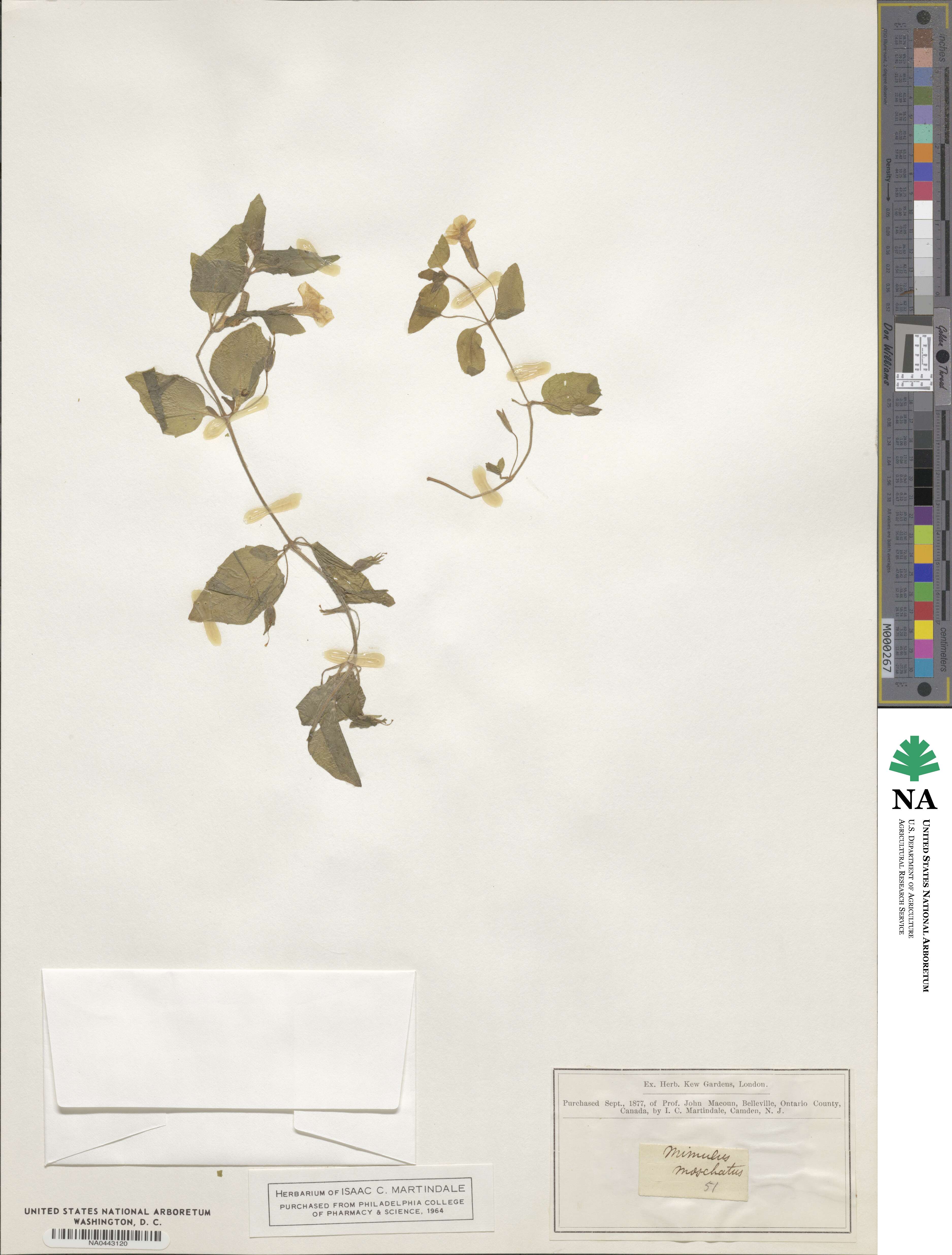 Erythranthe moschata image