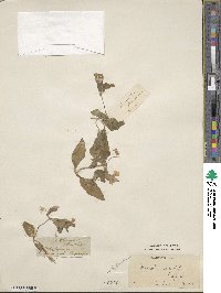 Erythranthe moschata image