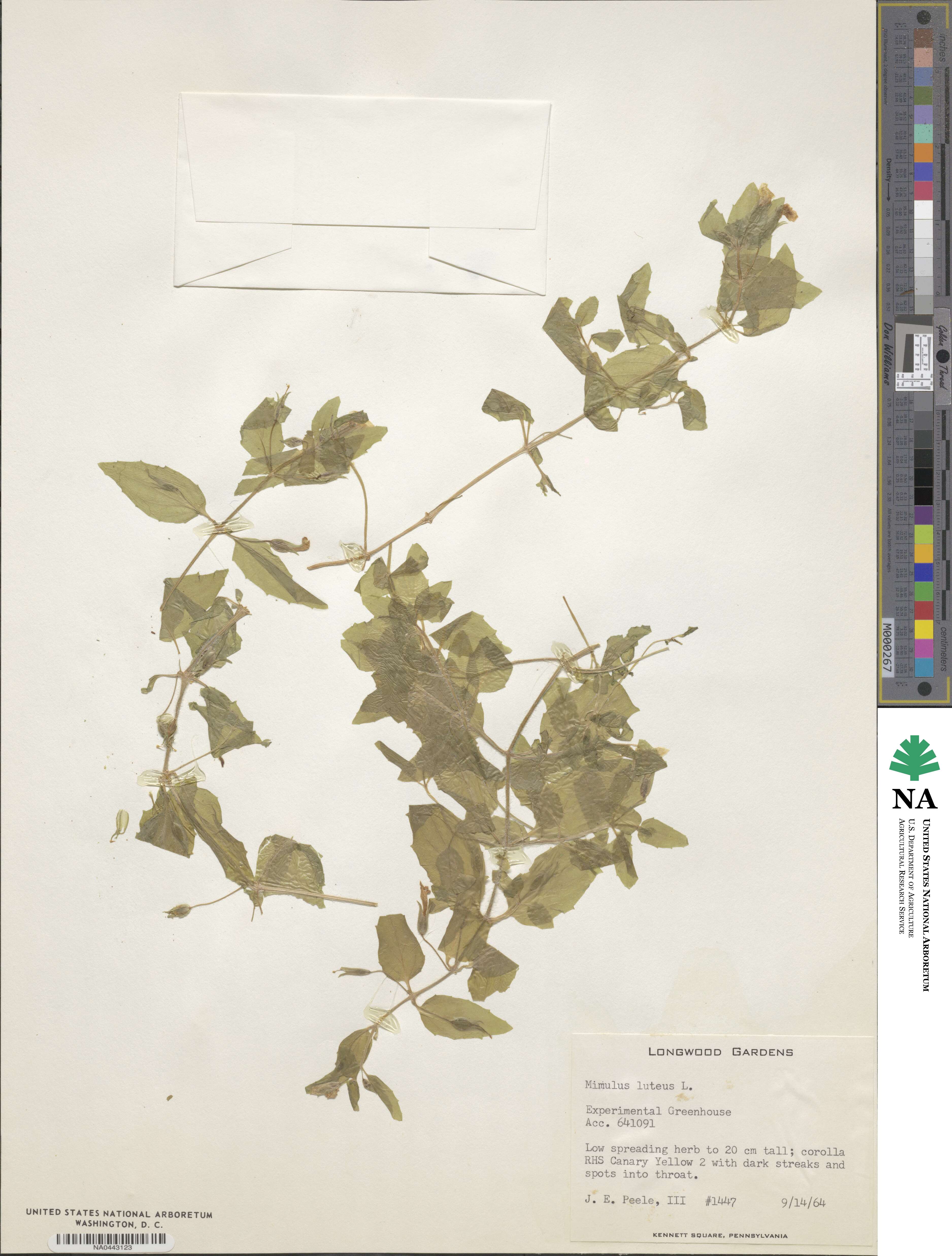 Erythranthe lutea image
