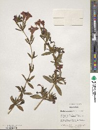 Diplacus puniceus image
