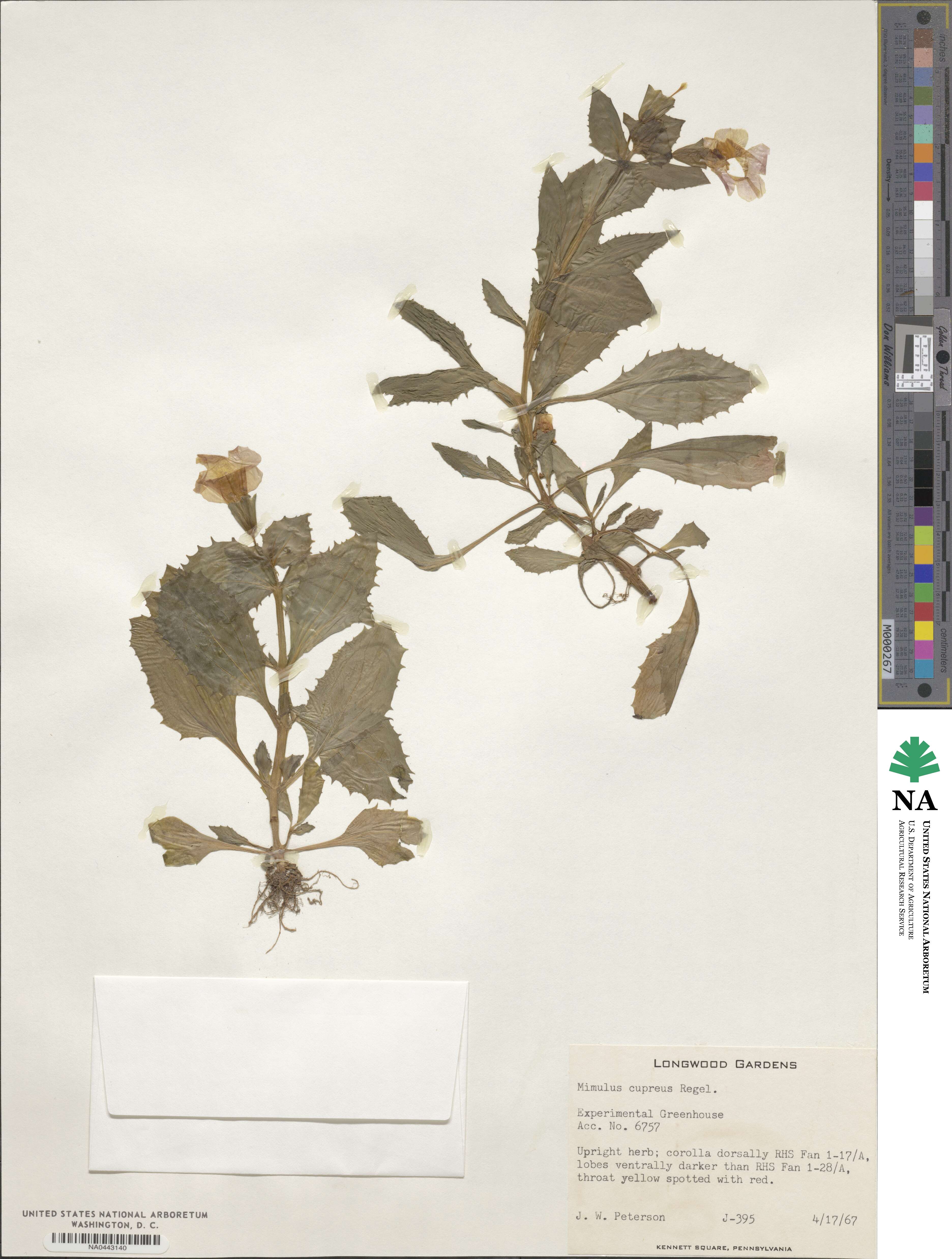 Mimulus cupreus image
