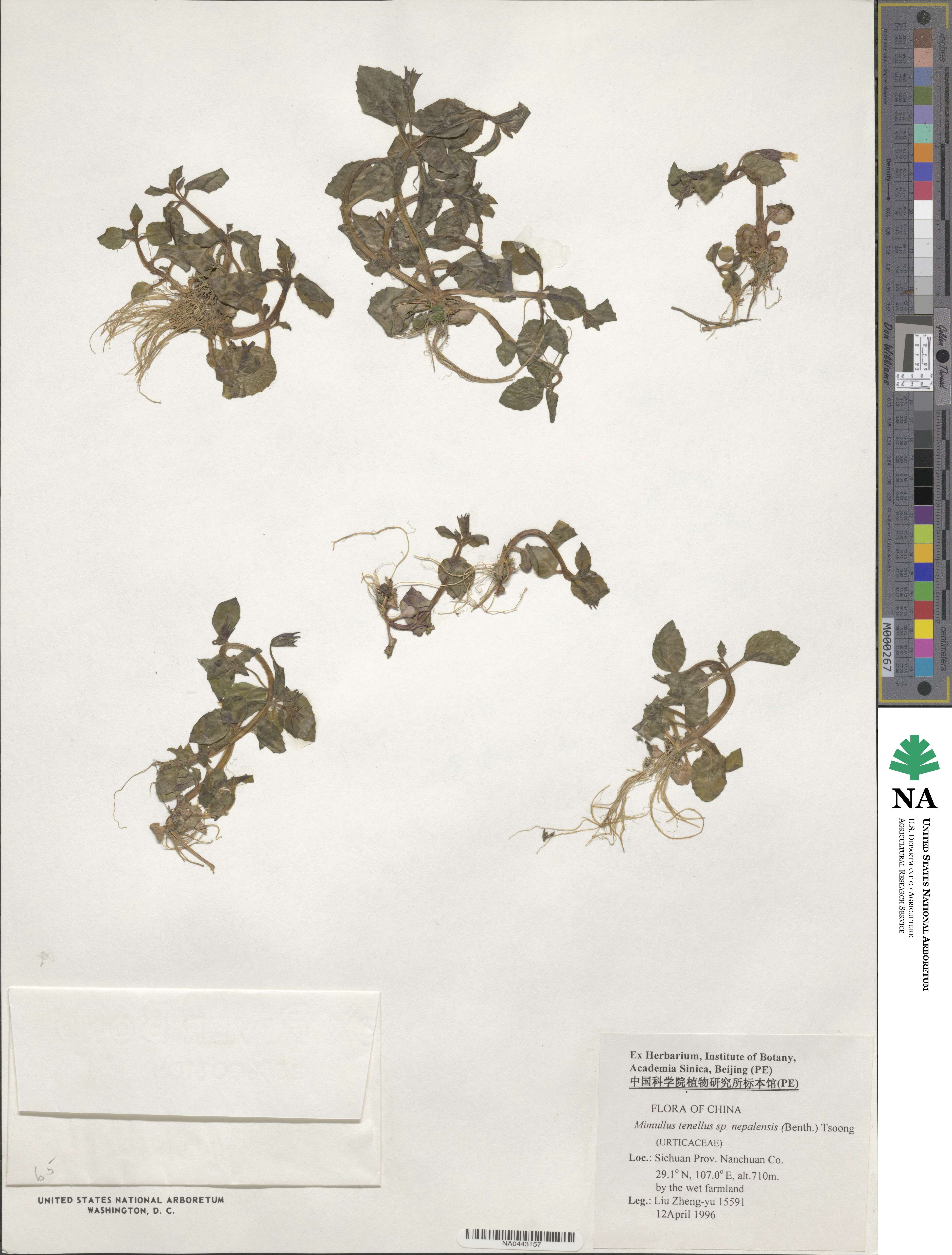 Erythranthe nepalensis image