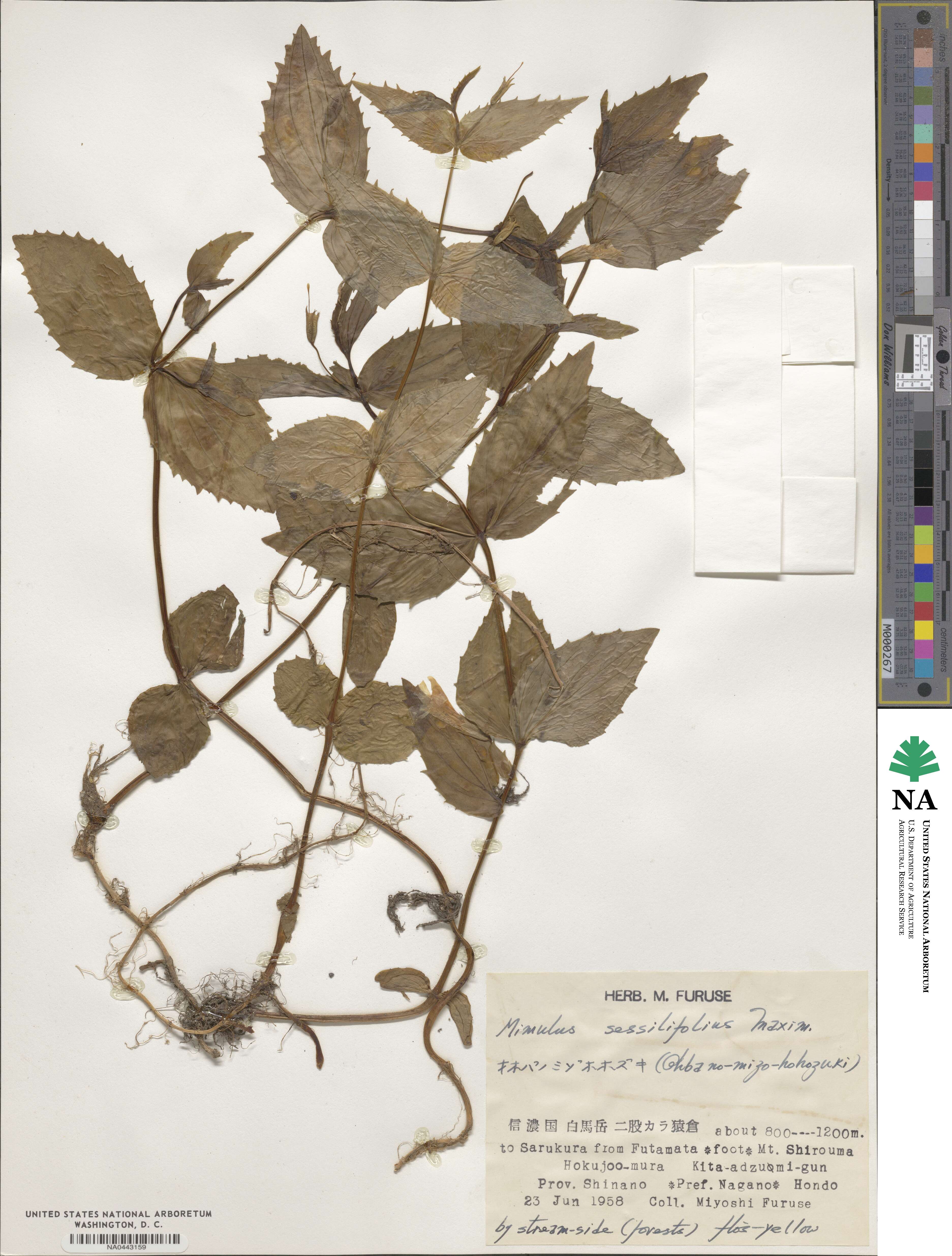 Erythranthe sessilifolia image