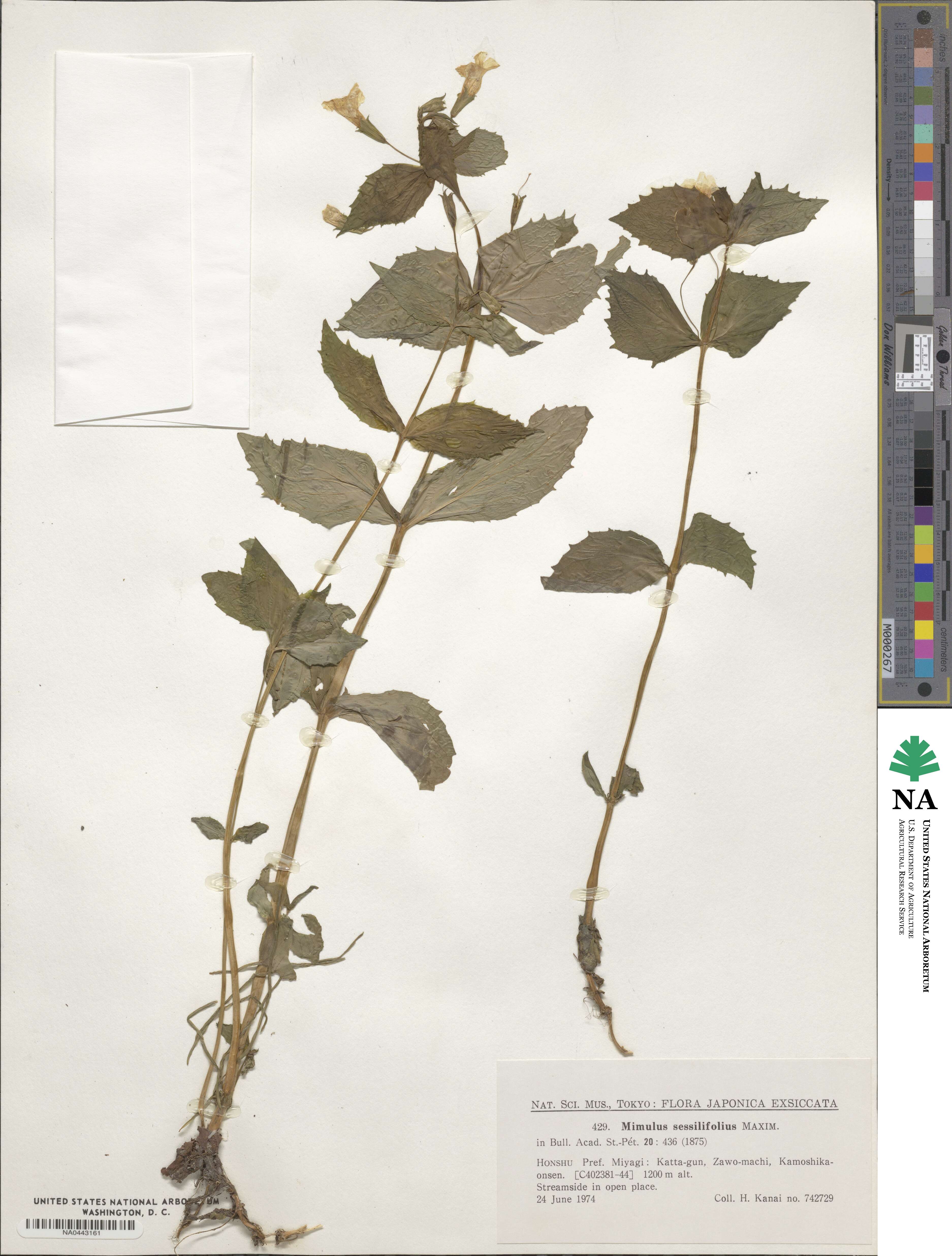 Erythranthe sessilifolia image