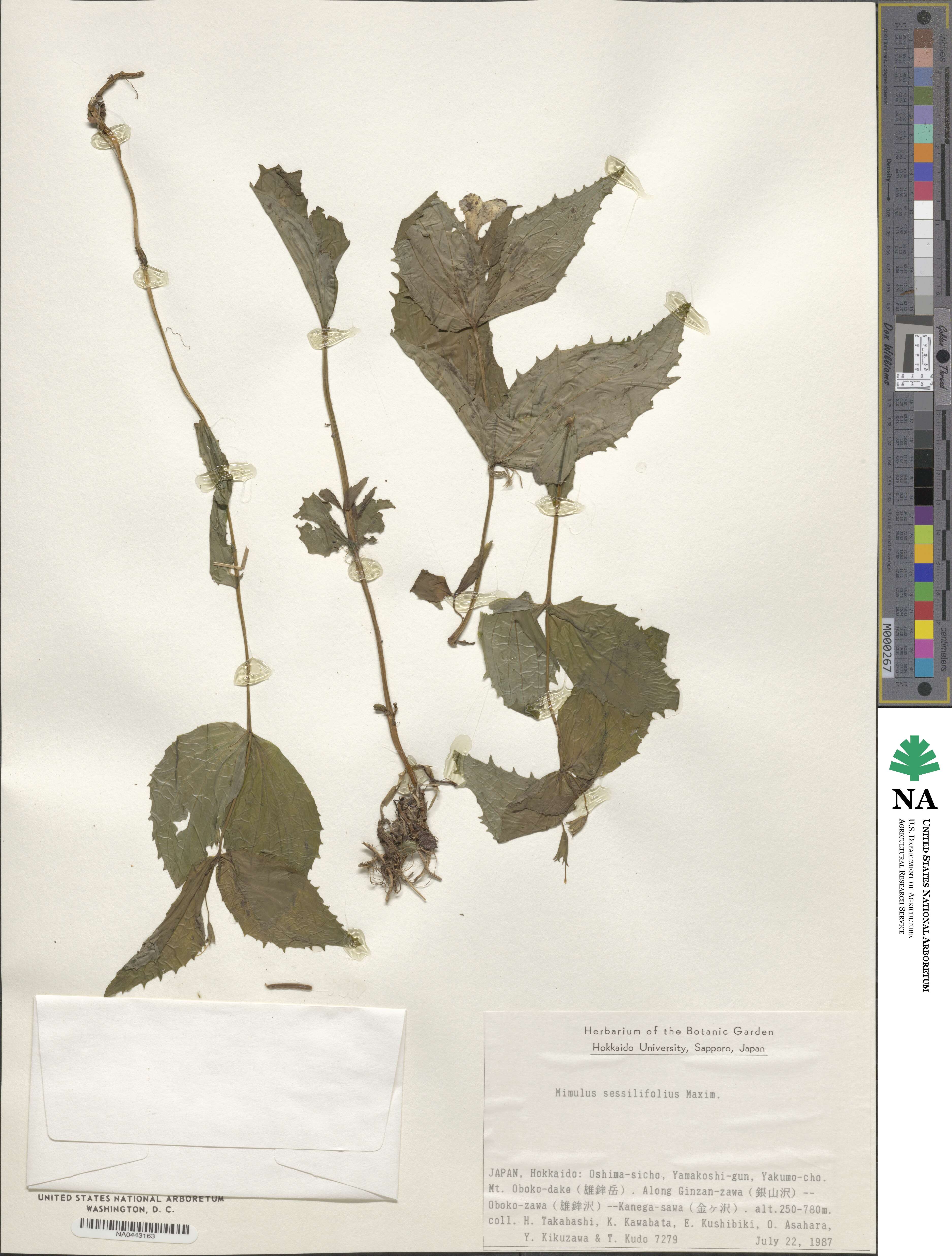 Erythranthe sessilifolia image