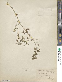 Erythranthe nepalensis image