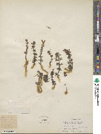 Limnophila sessiliflora image