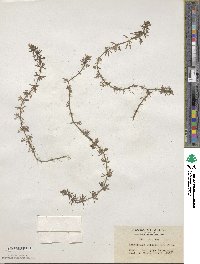 Limnophila sessiliflora image