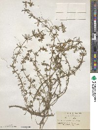 Limnophila sessiliflora image