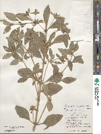 Limnophila rugosa image