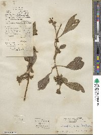 Limnophila rugosa image