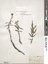 Limnophila indica image