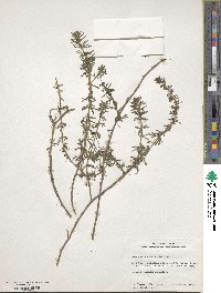 Limnophila sessiliflora image