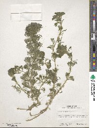 Limnophila sessiliflora image