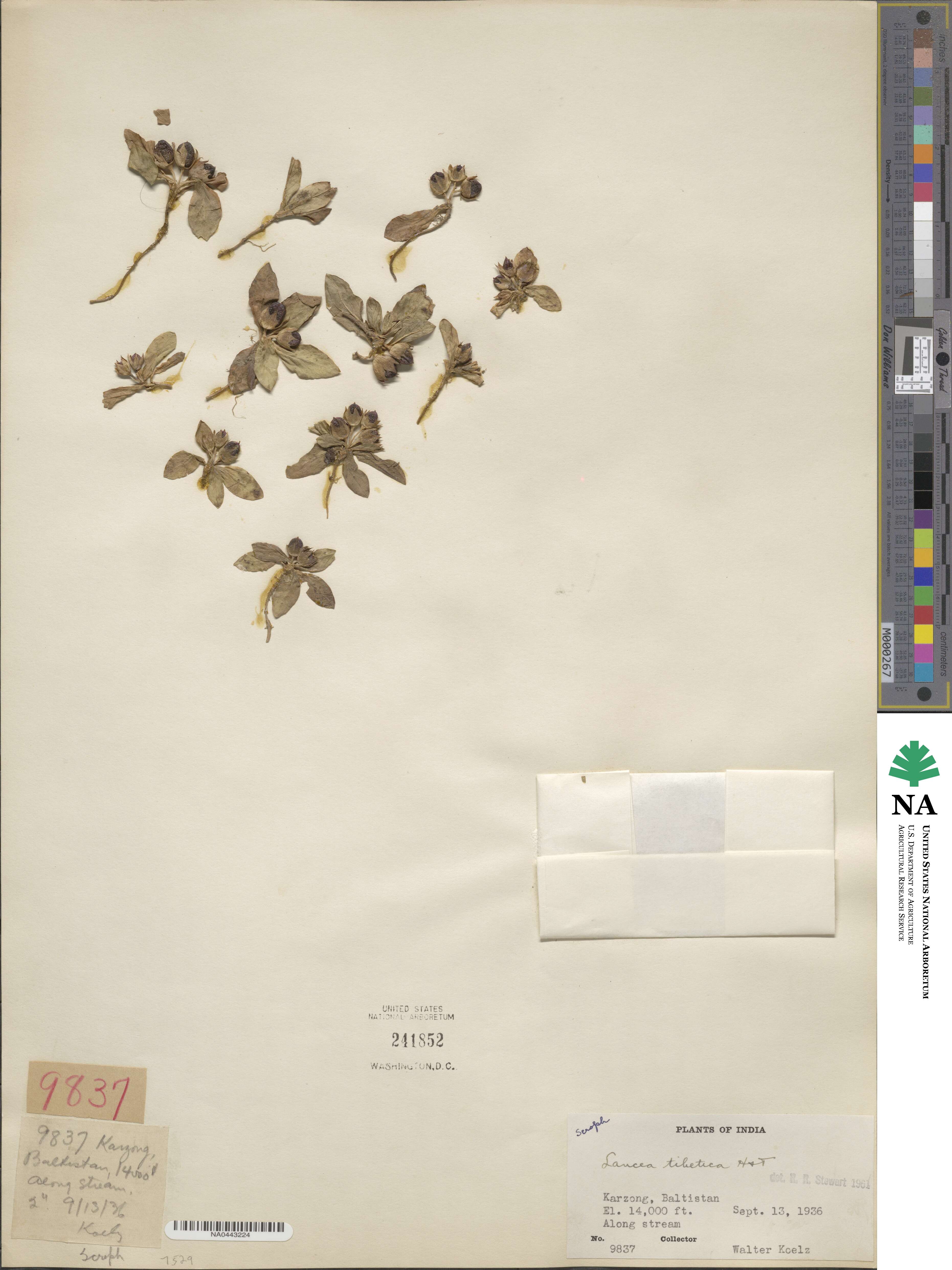 Lancea tibetica image