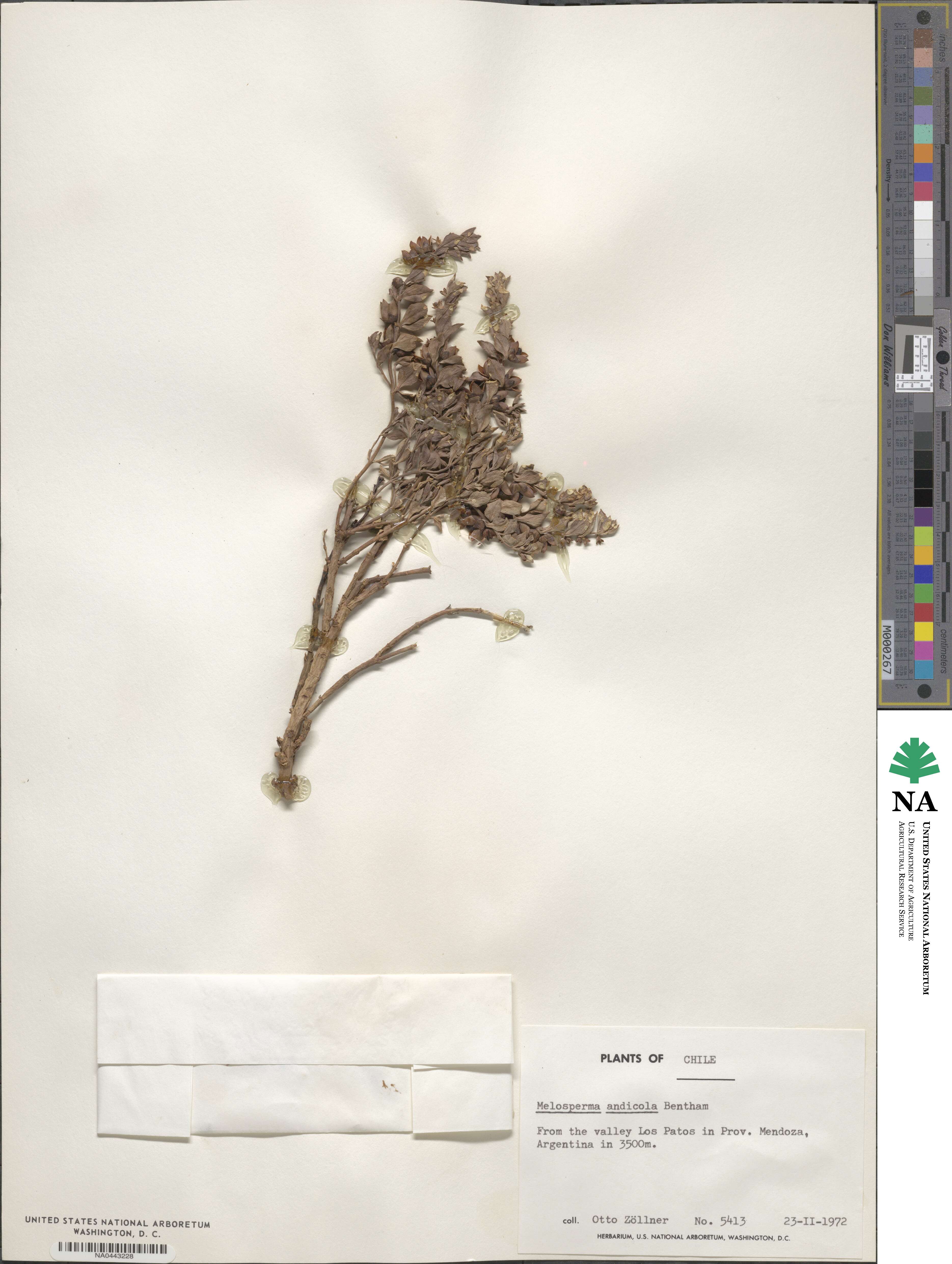 Melosperma andicola image