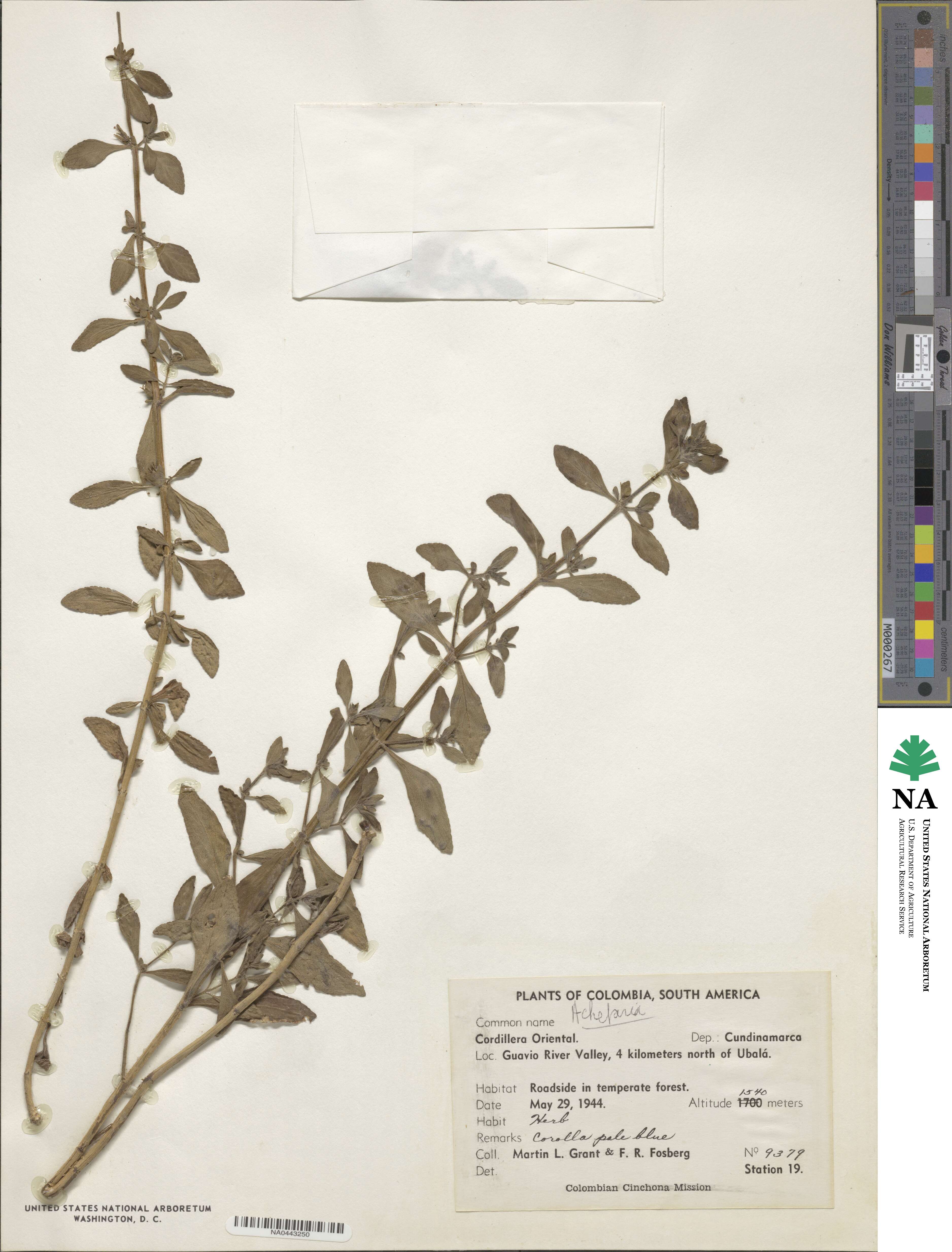 Achetaria image