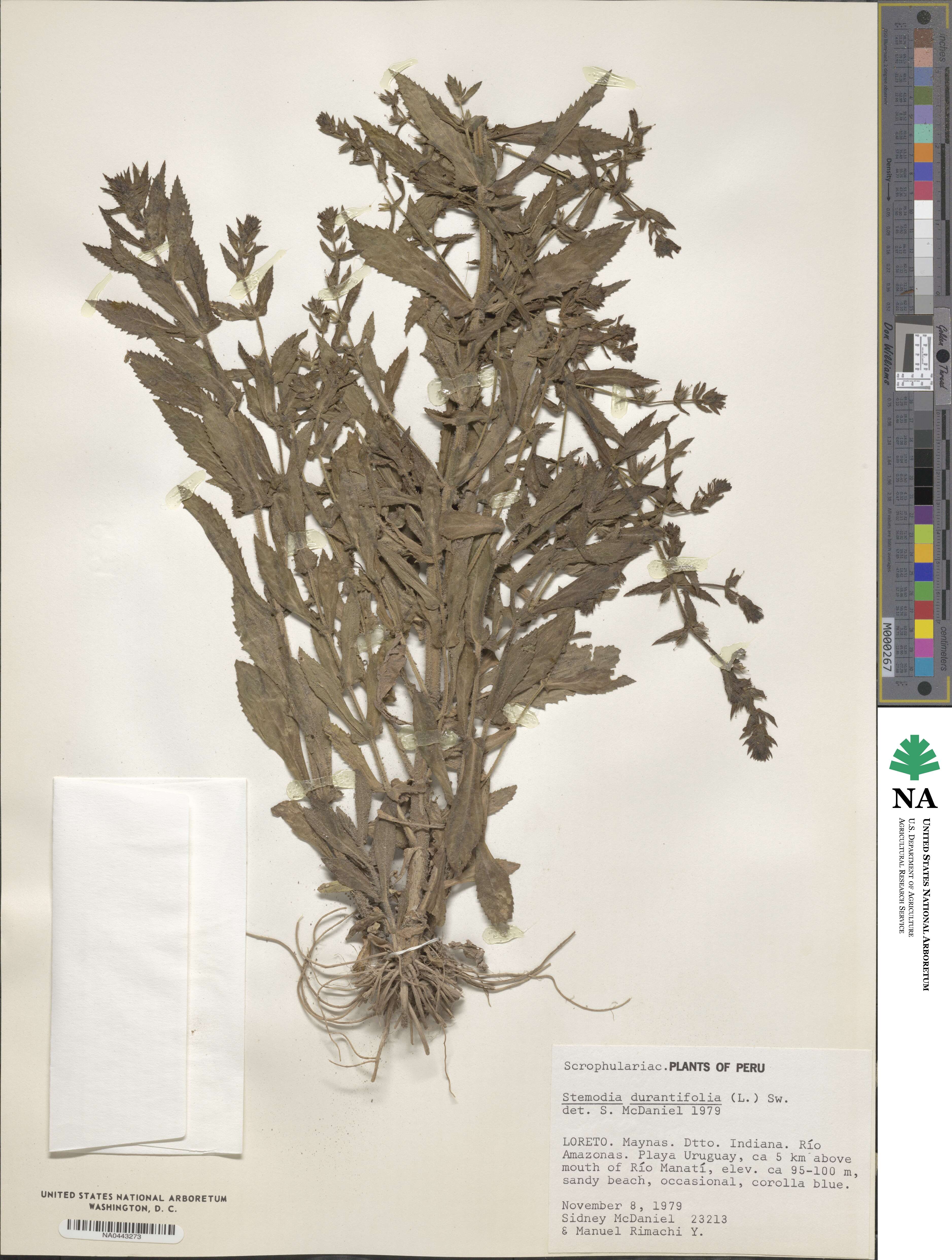 Stemodia durantifolia image