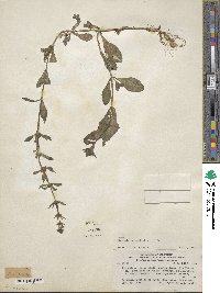 Stemodia durantifolia image