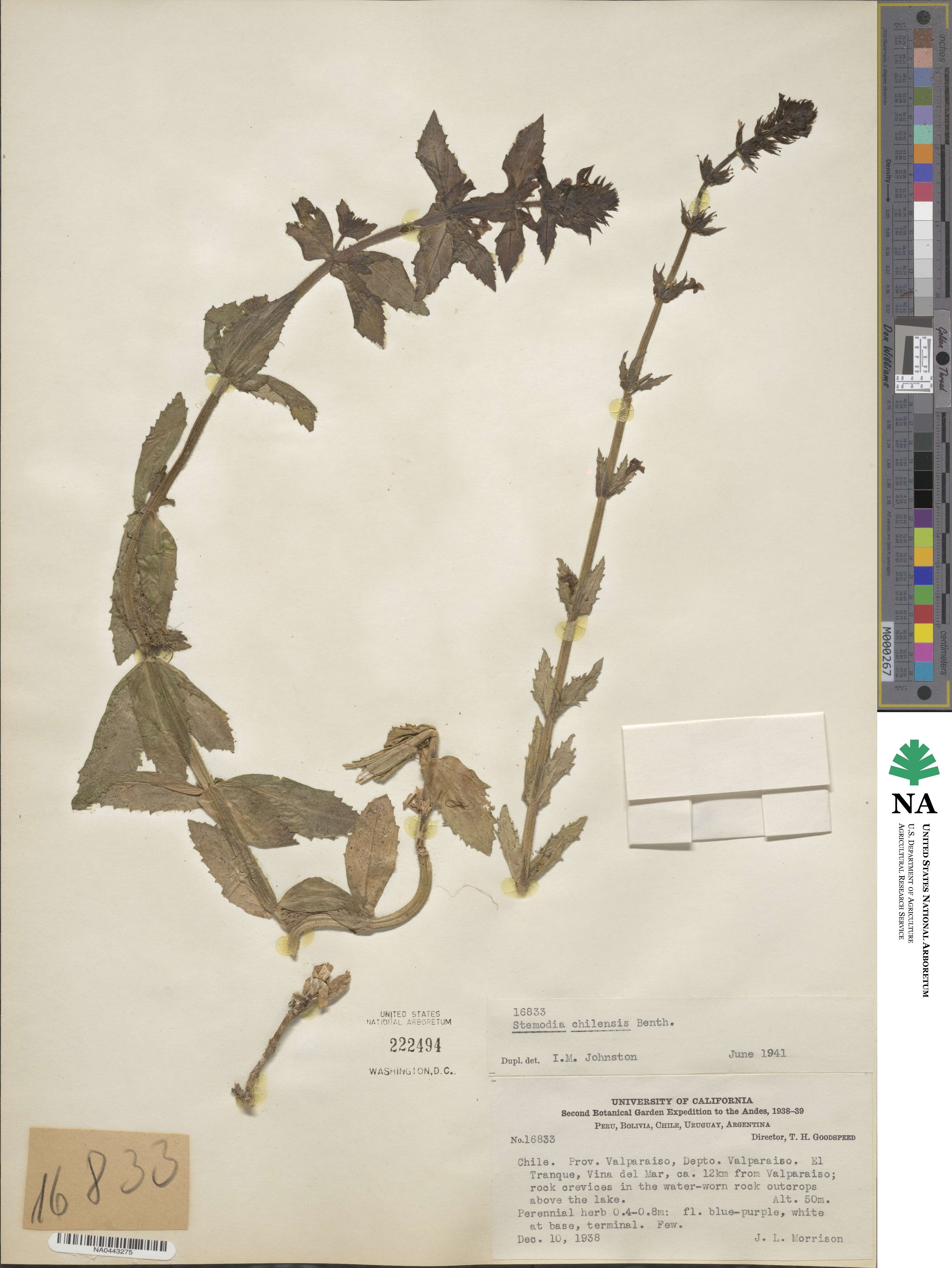 Stemodia durantifolia image