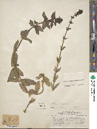 Stemodia durantifolia image