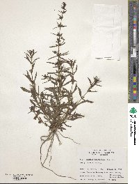 Stemodia durantifolia image