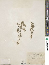 Stemodia verticillata image