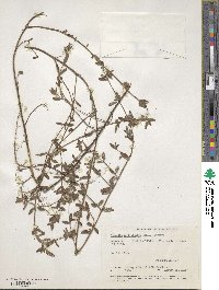 Stemodia verticillata image