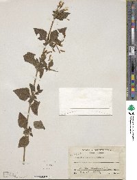 Stemodia macrantha image