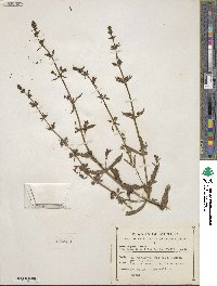 Stemodia durantifolia image