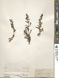 Stemodia durantifolia image