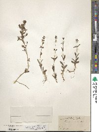 Stemodia durantifolia image