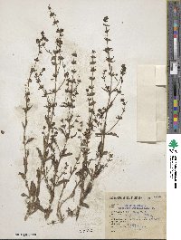 Stemodia durantifolia image