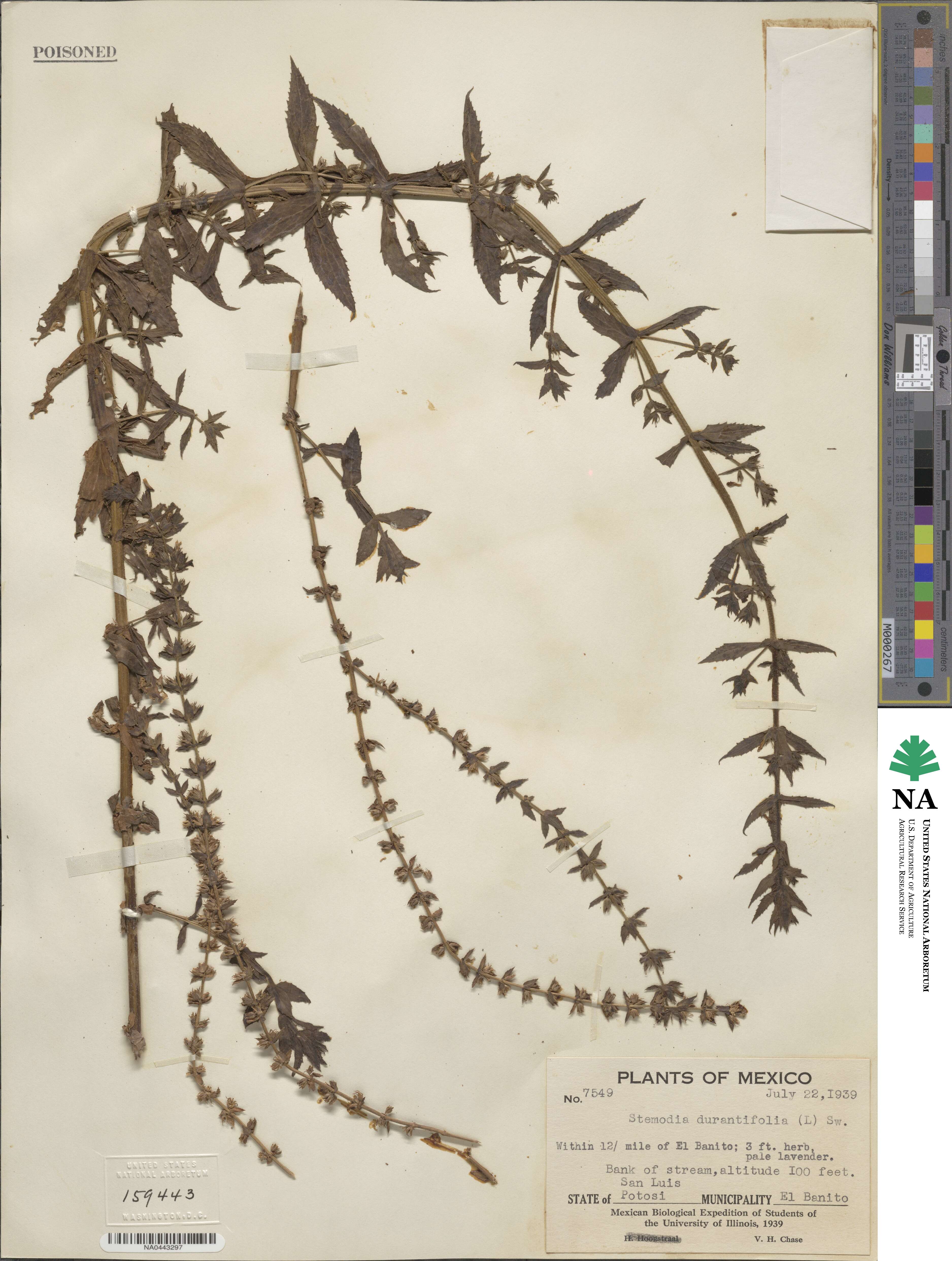 Stemodia durantifolia image