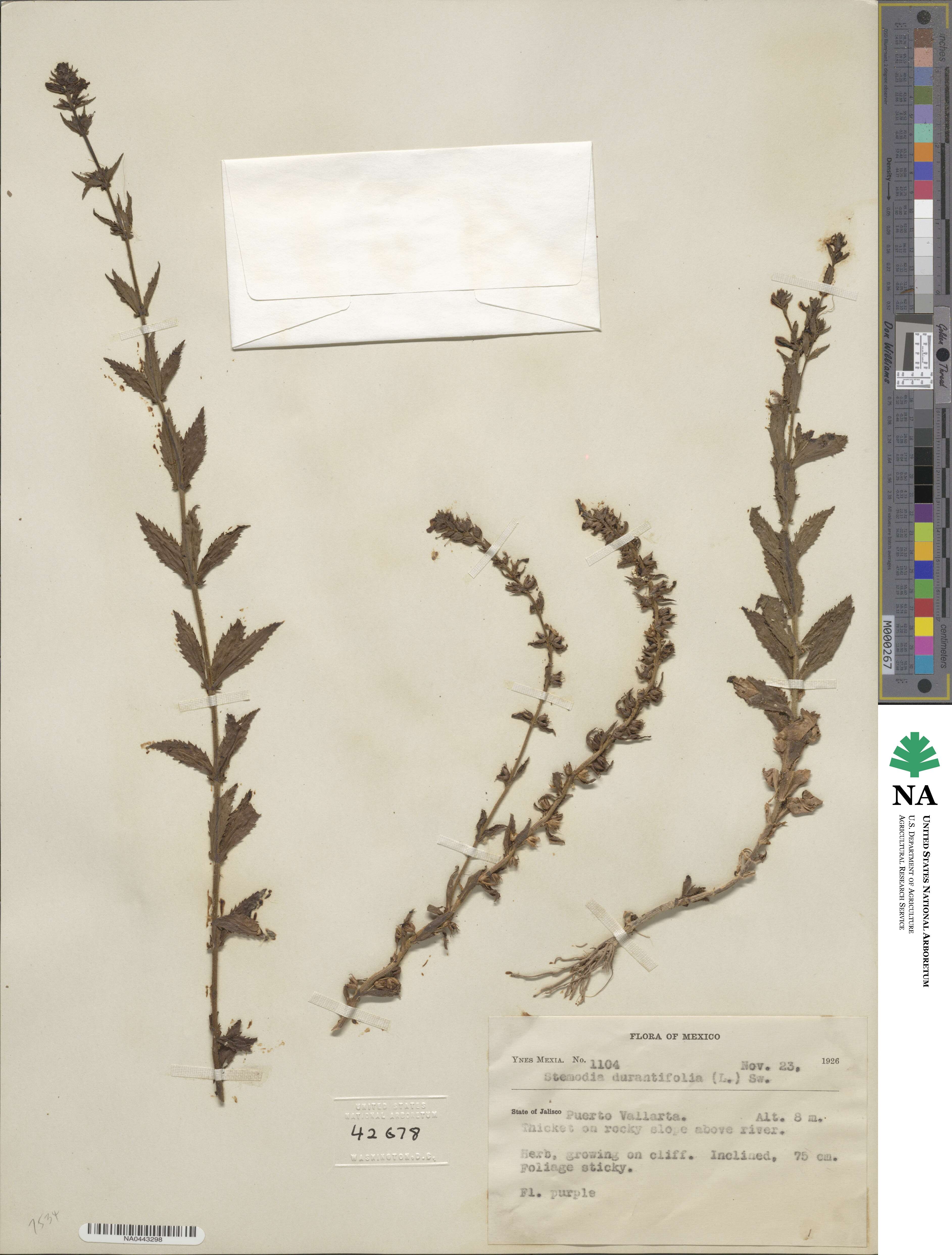 Stemodia durantifolia image