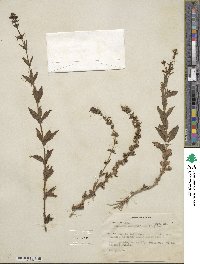 Stemodia durantifolia image