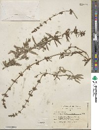 Stemodia durantifolia image