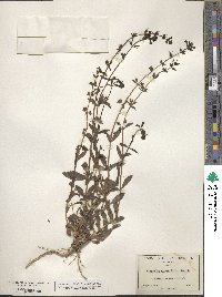 Stemodia durantifolia image