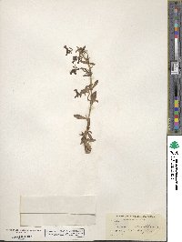 Stemodia durantifolia image