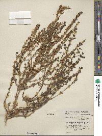 Stemodia durantifolia image