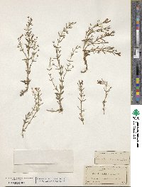 Gratiola ramosa image