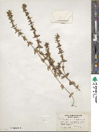 Sophronanthe pilosa image