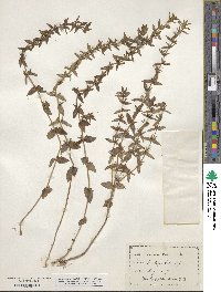 Sophronanthe pilosa image