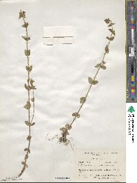 Sophronanthe pilosa image