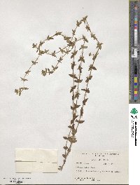 Sophronanthe pilosa image